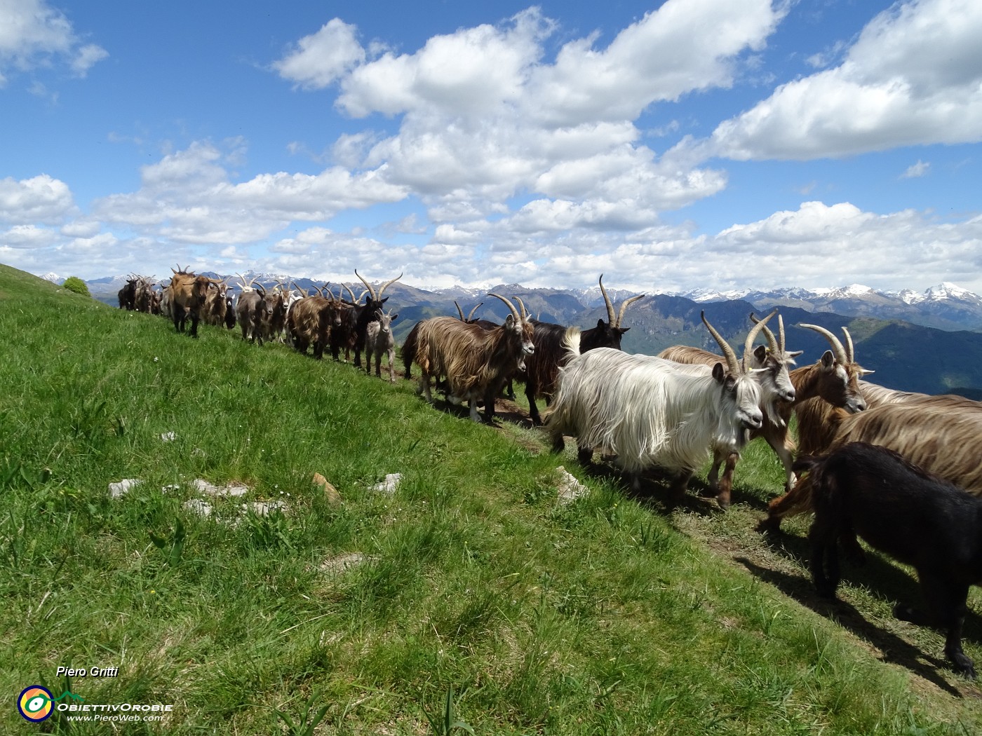 60 Capre orobiche, di pascolo in pascolo in lunga fila.JPG